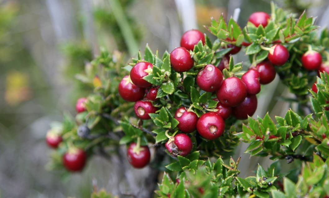 Murtado, tradición chilena