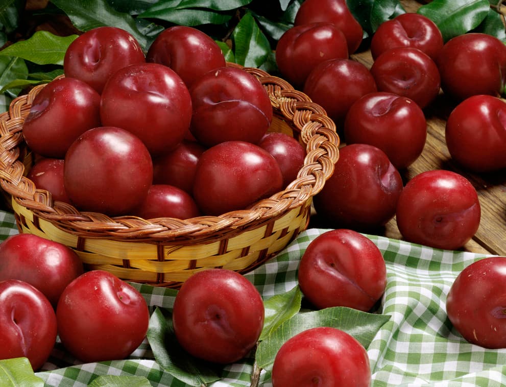 Receta para preparar licor de ciruela