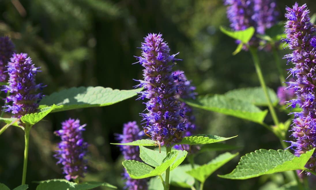 Platos con flores comestibles que debes probar