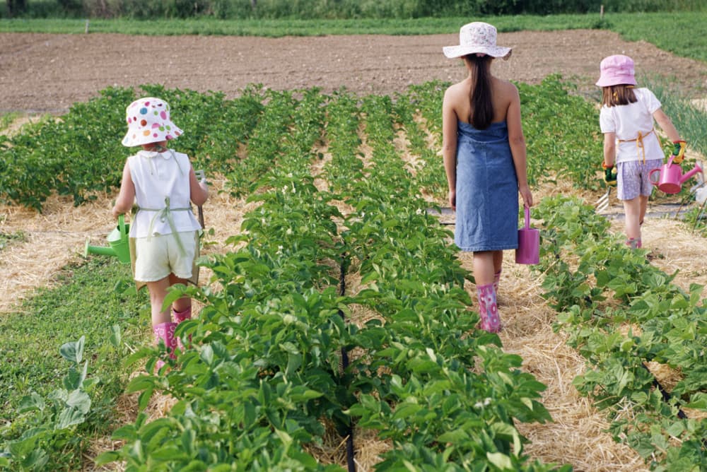 Los niños y las plantas