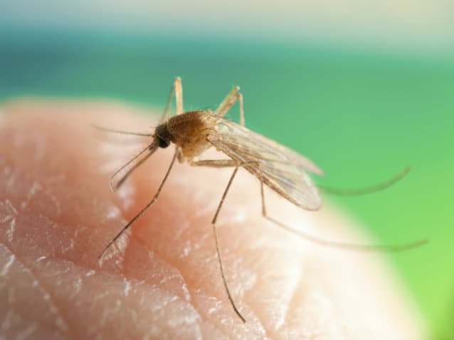 ¡Wow! La OMS aprobó el uso de la primera vacuna contra el dengue. ¿Lo sabías?