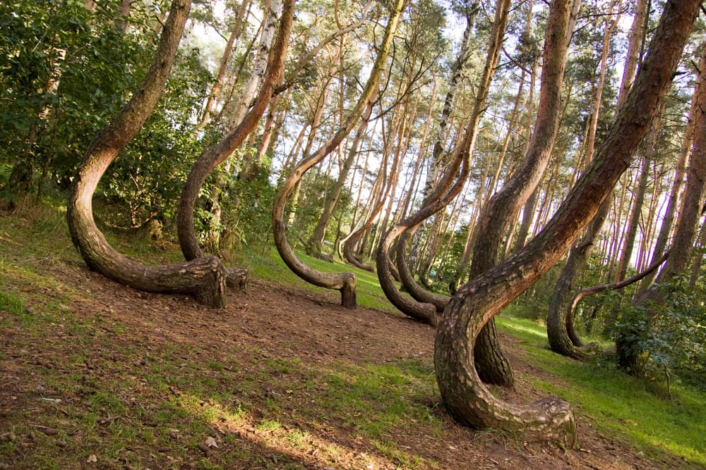 Este bosque es real y sigue siendo un MISTERIO para todos los científicos