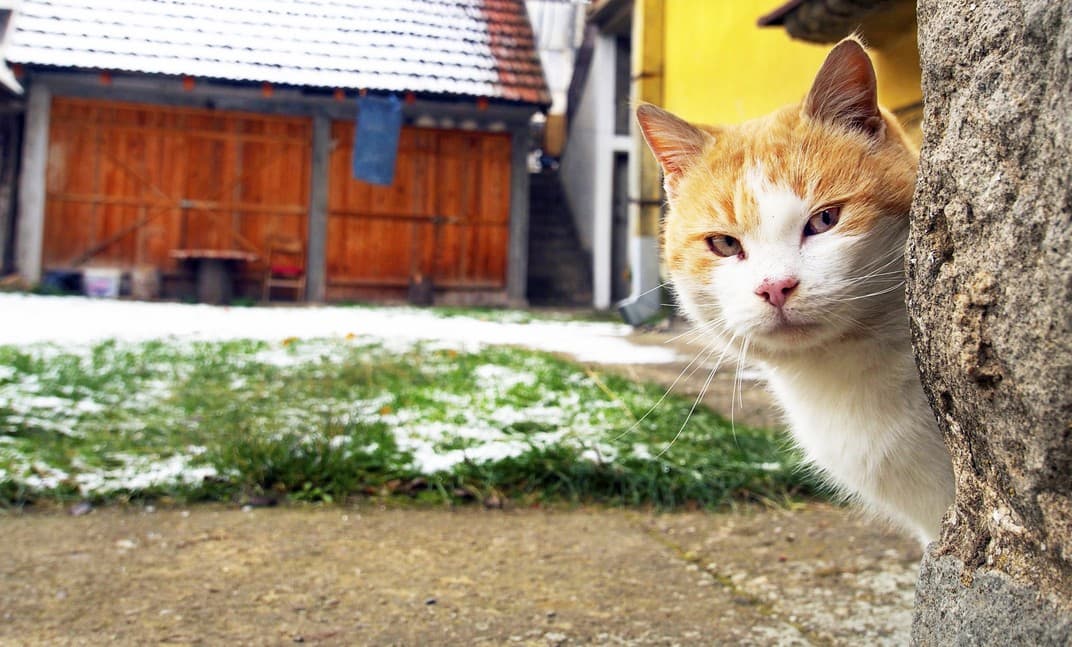 10 consejos para encontrar a un gato perdido