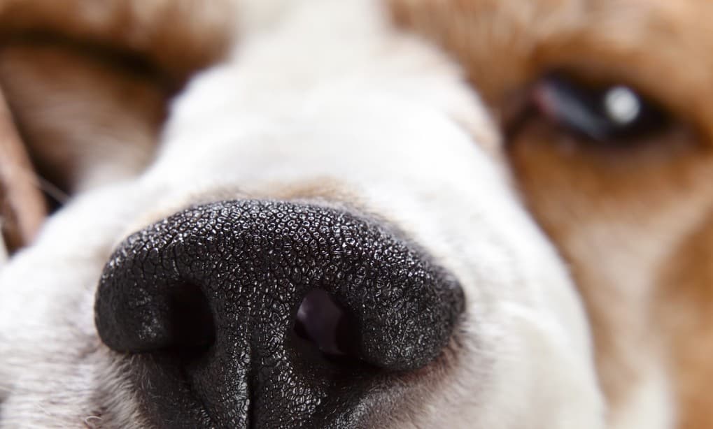 10 mitos sobre los perros que debes dejar de creer