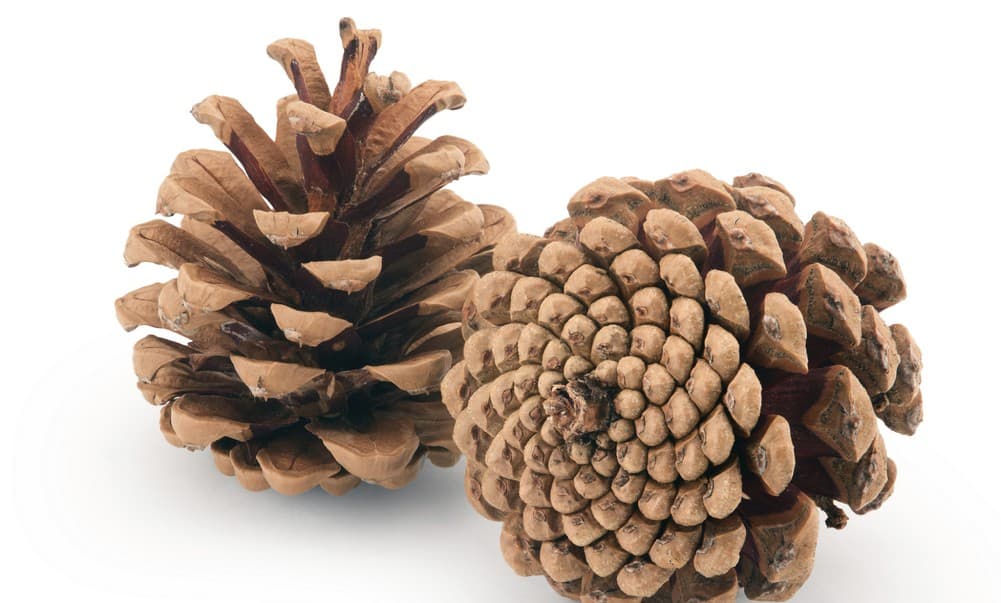 10 objetos de decoración de la naturaleza: ¡Son gratis!