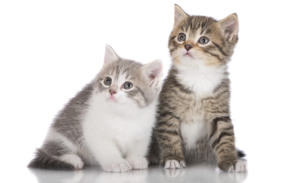 10 razones por las que es mejor adoptar dos gatitos en lugar de uno