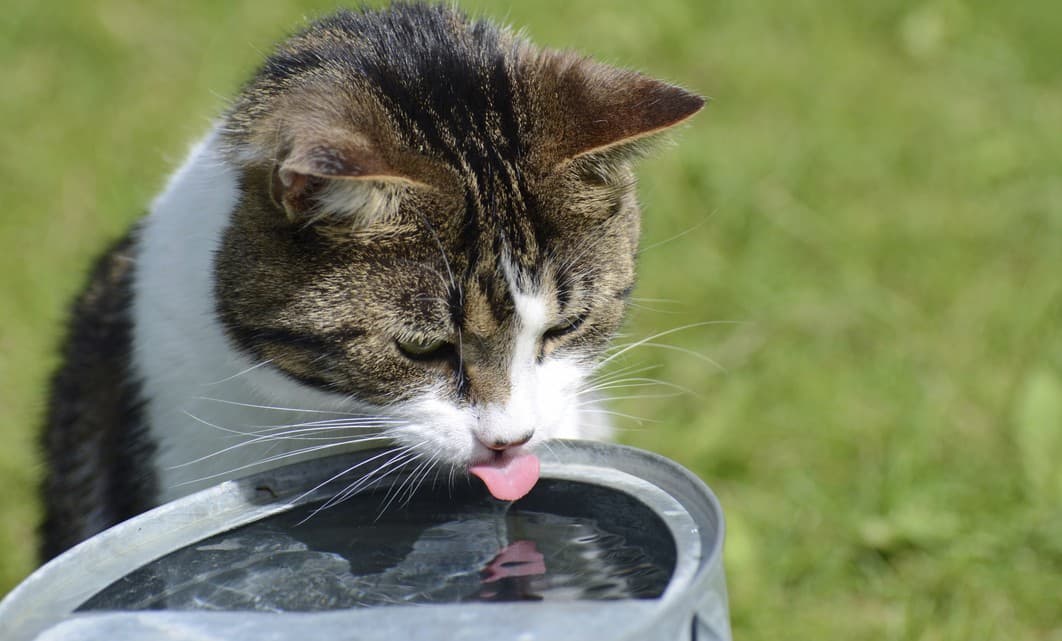 Estas son las señales a las que debes estar atenta para saber si tu mascota tiene diabetes