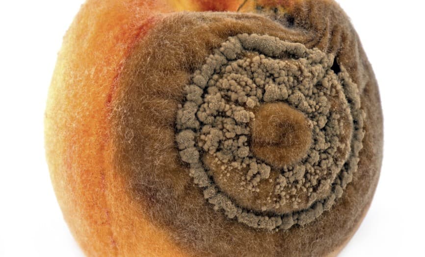 4 enfermedades más comunes del duraznero