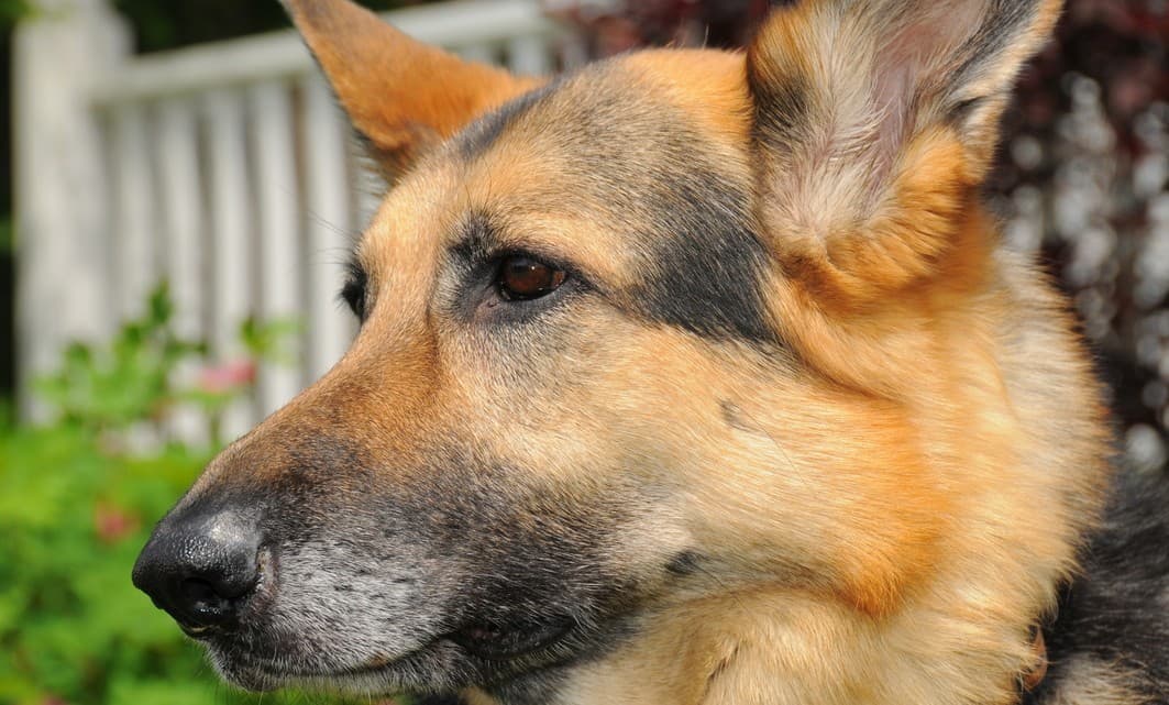 5 cosas que debes saber antes de comprar o adoptar un perro