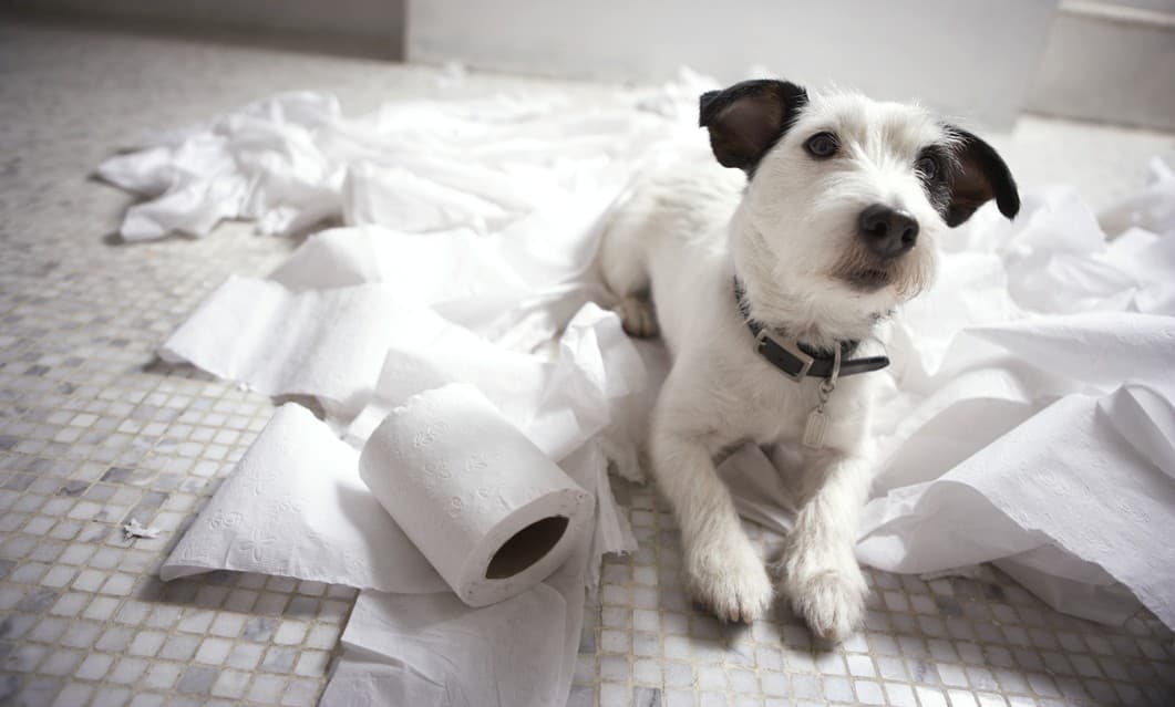 ¡Socorro! ¡Mi perro destruye todo!