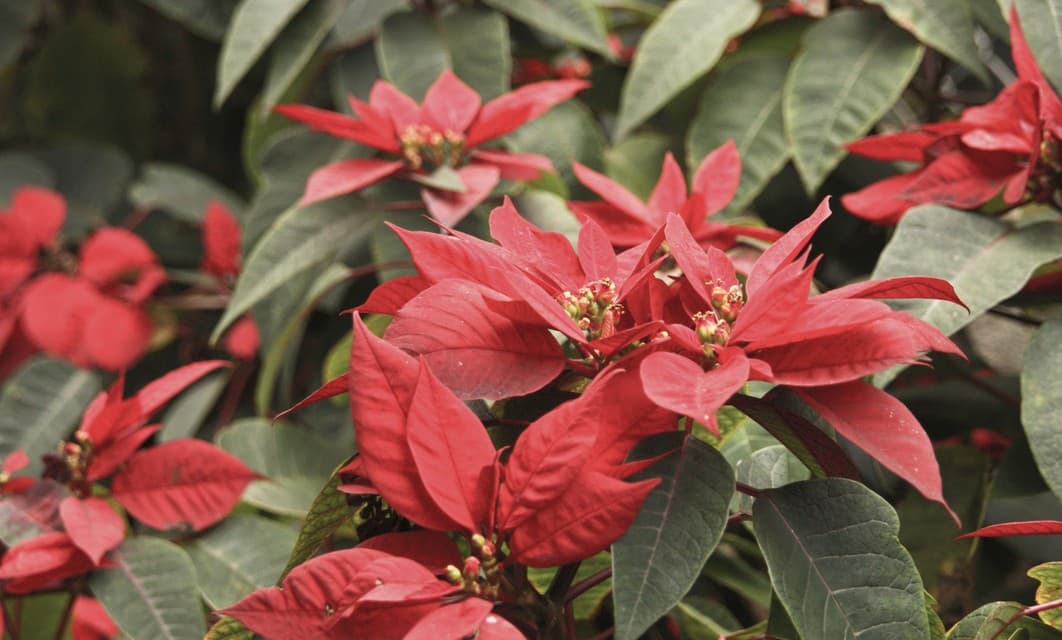 5 cuidados de la flor de pascua