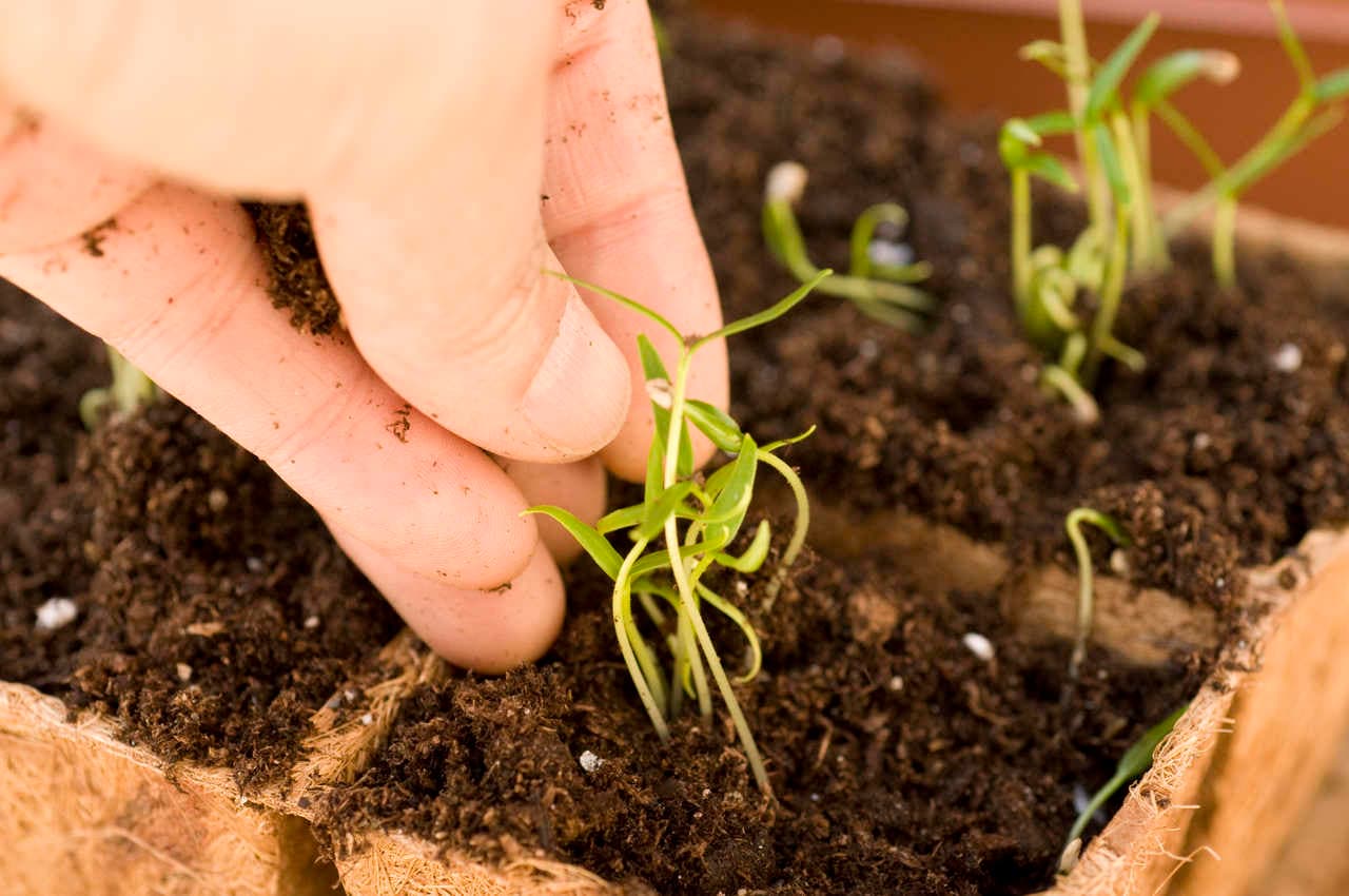 Cómo tener un jardín de hierbas en invierno
