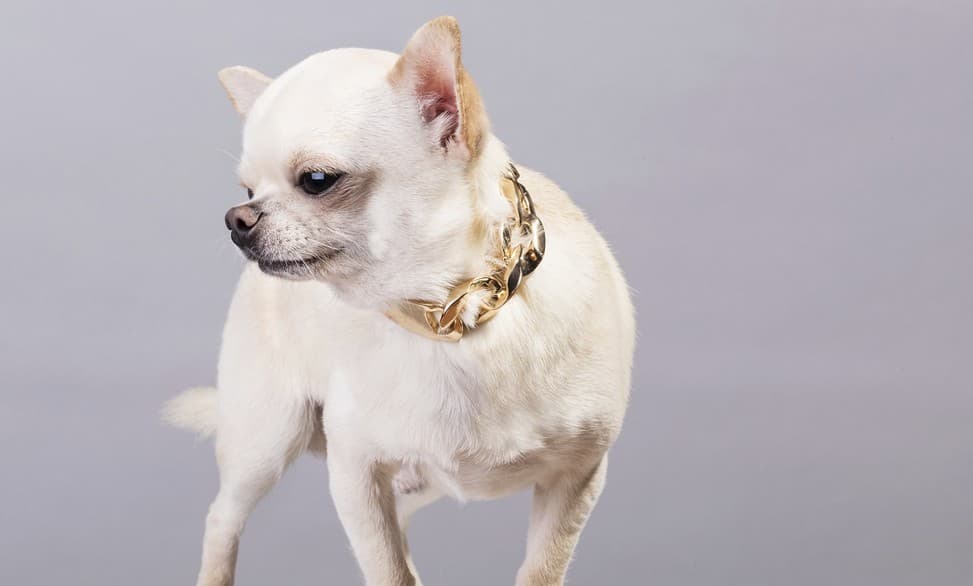 These dogs will spark your intentions of owning one!