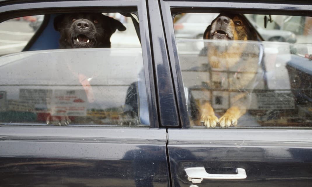 A los perros no solo les gusta sentir el viento en el coche, sacan la cabeza por otra razón