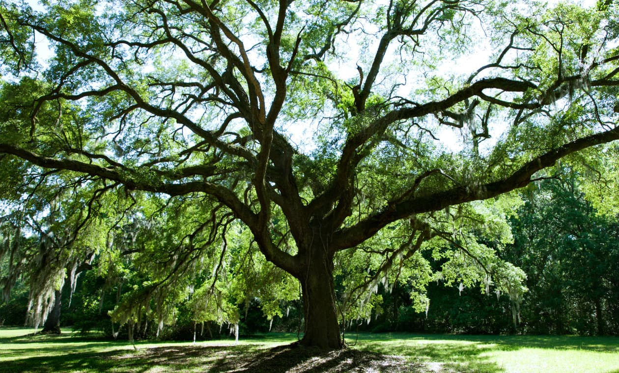 6 tips para construir tu propia casa del árbol