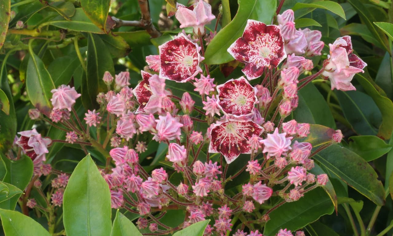 7 arbustos que crecen en la sombra, ideales para jardines oscuros