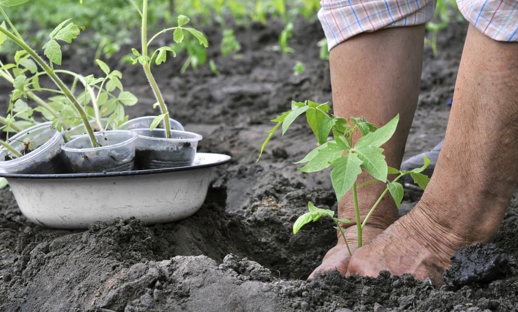 Cómo crear una huerta casera