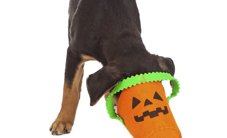 7 peligros de Halloween para tus mascotas y cómo evitarlos