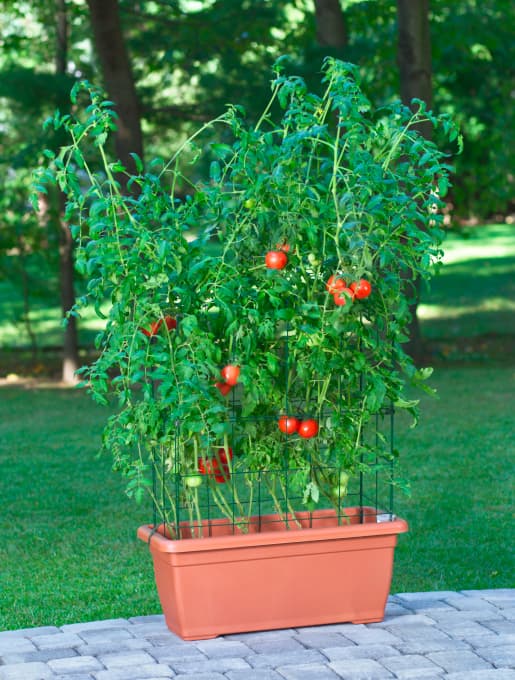 Cómo plantar tomates en macetas