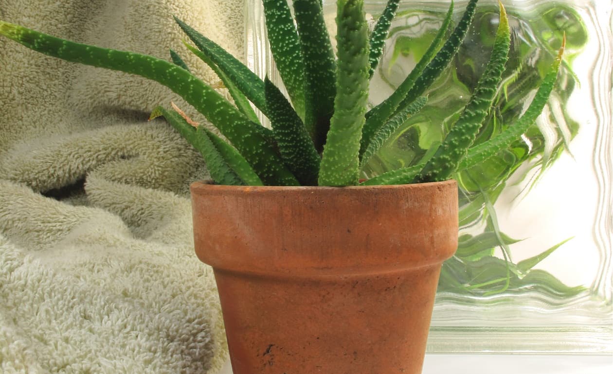 Cómo cultivar aloe vera en interiores