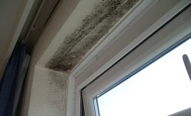 Cómo eliminar y evitar el moho