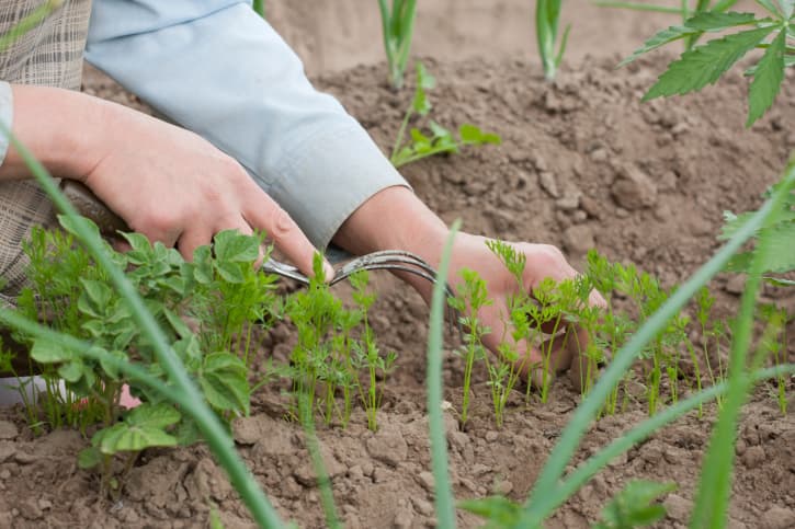 Cómo hacer un huerto casero