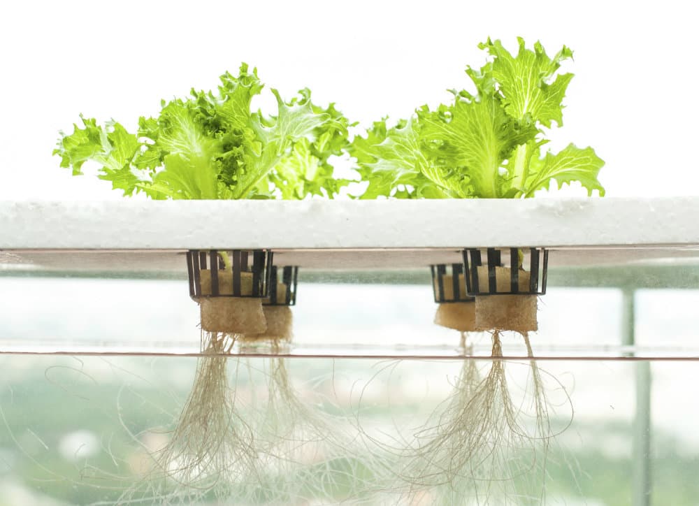 Cultivos hidropónicos en casa