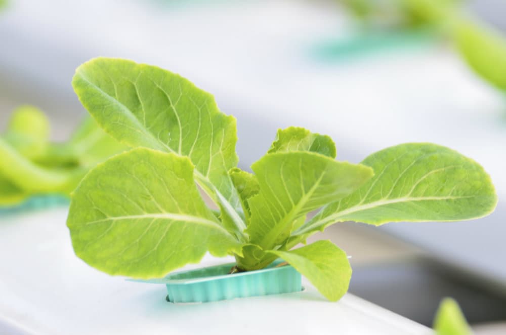 5 ingeniosos trucos de jardinería que te sorprenderán