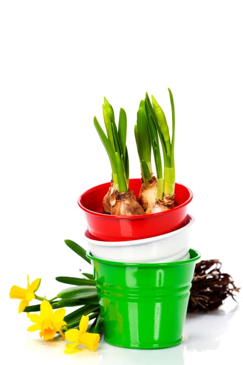 Decoración con macetas