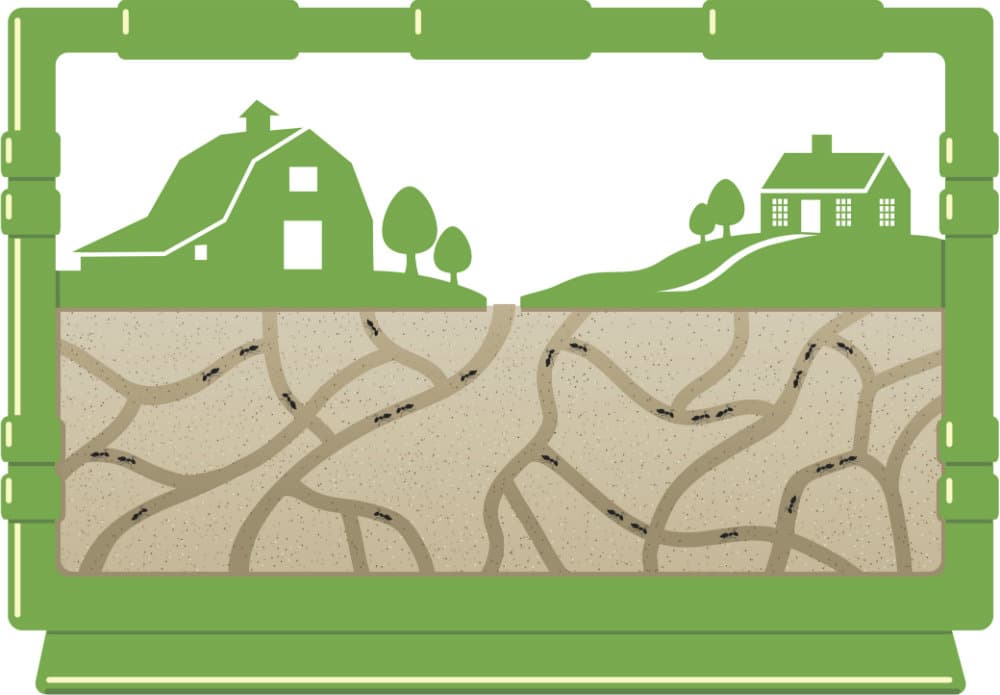 Granjas de hormigas: ¿nuevas mascotas?