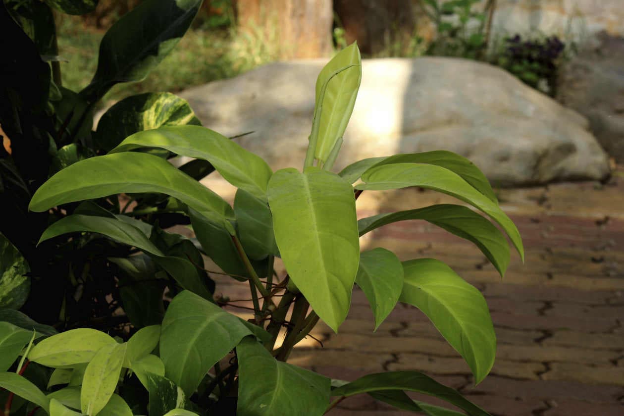 Las mejores plantas para casas oscuras