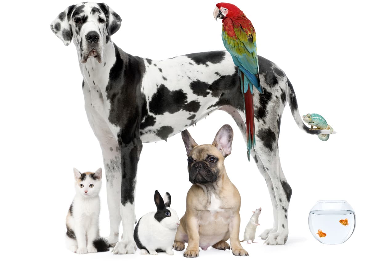 Mascotas en casa: cuál elegir según el espacio