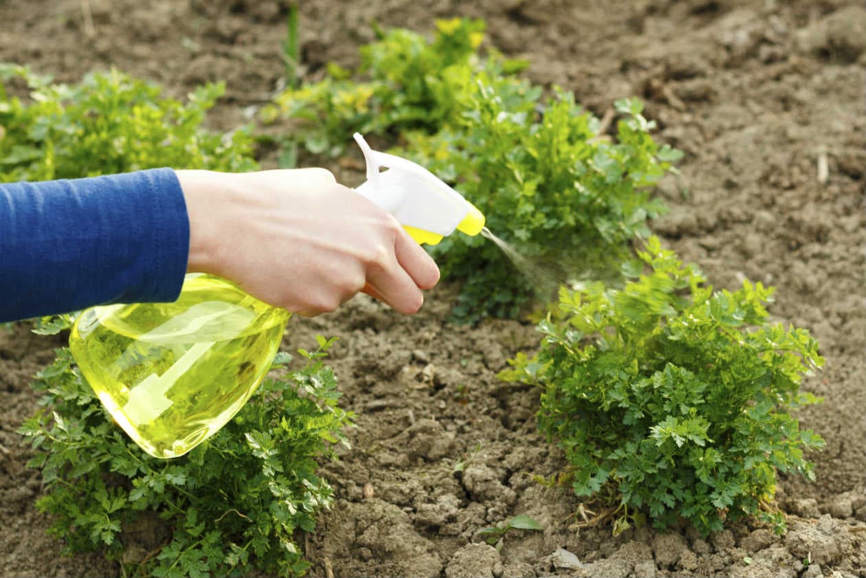 Todo lo que tenés que saber para cultivar perejil con éxito