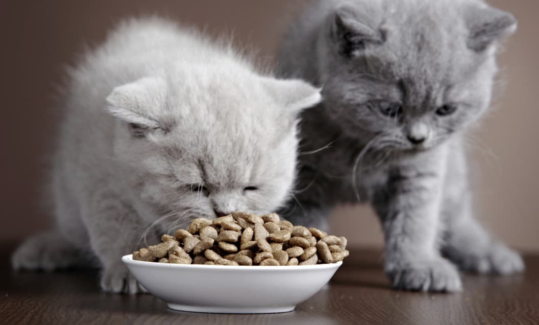 ¿Te gustan los gatos? ¡No te pierdas el primer Cat Café de Sudamérica en Santiago!