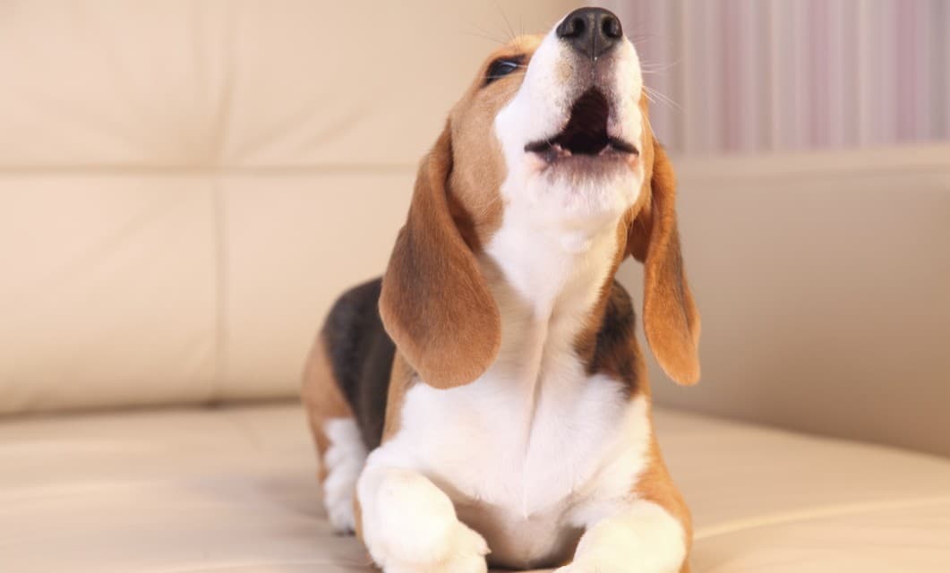 ¡Descúbrelo! Así de fácil es como evitas los ladridos excesivos de tu mascota