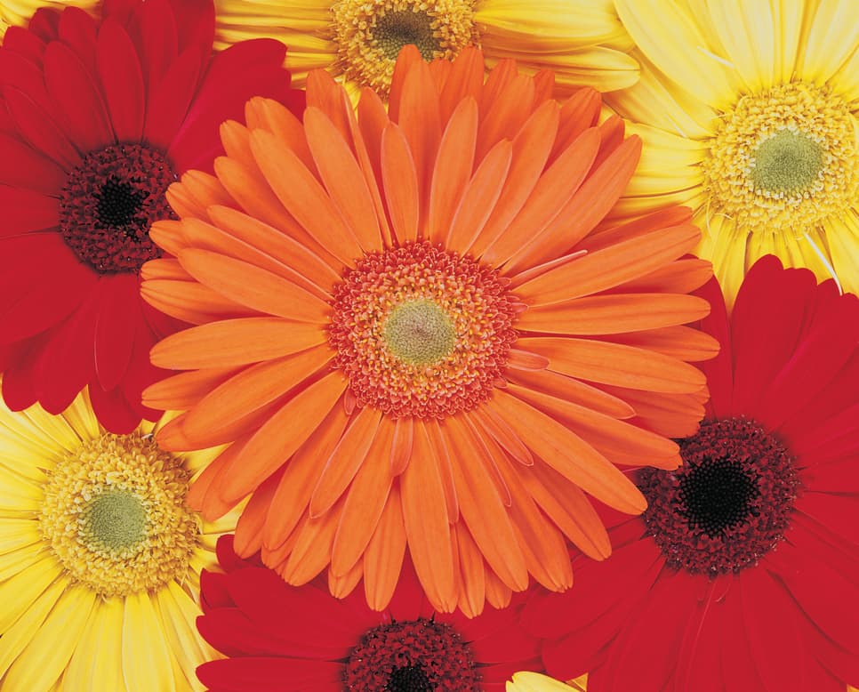 Cómo atraer mariposas al jardín