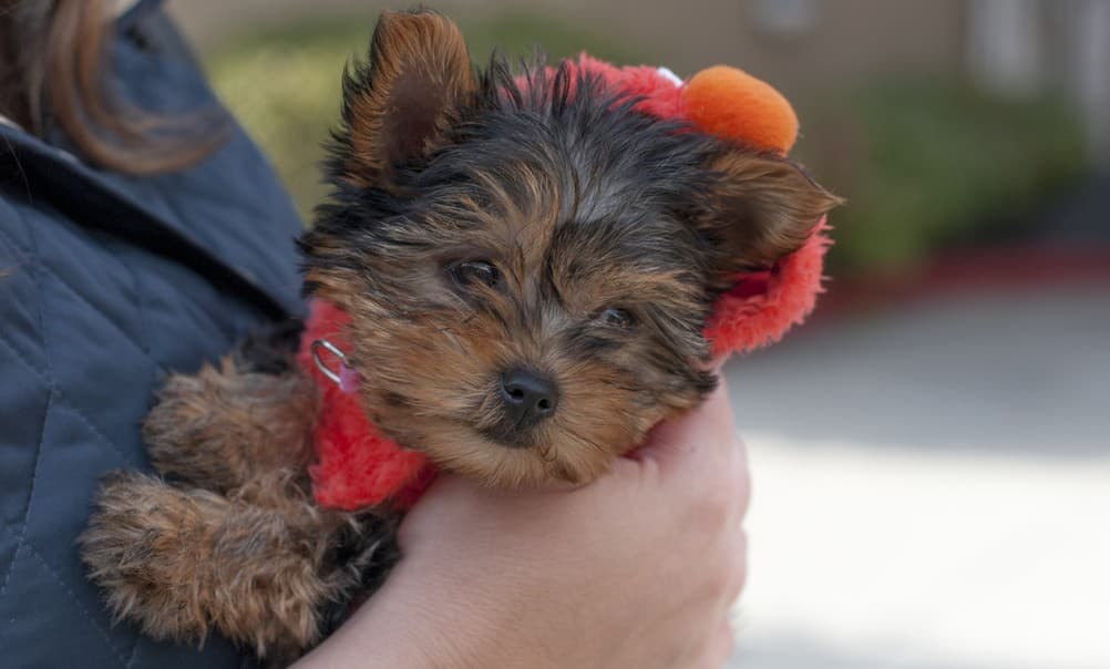 ¿Cómo corregir el síndrome del perro pequeño?