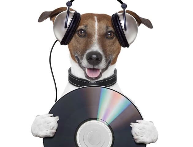 Cómo cuidar a las mascotas de los fuegos artificiales