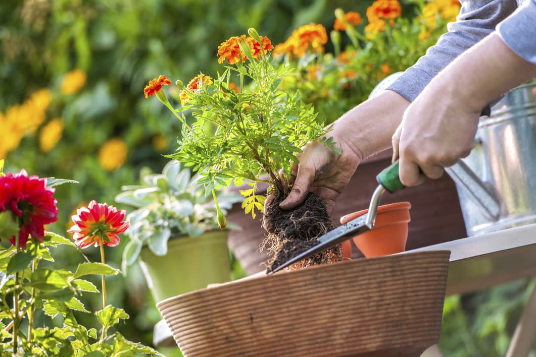 Cómo cuidar las plantas cuando te vas de vacaciones