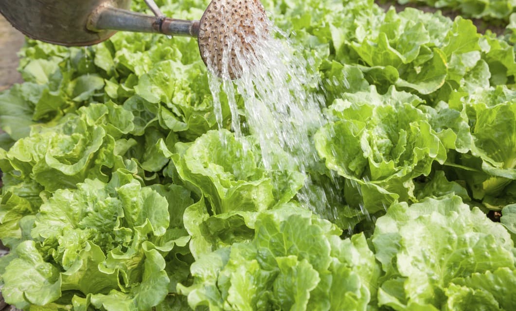 Todos los secretos para comprar la mejor lechuga