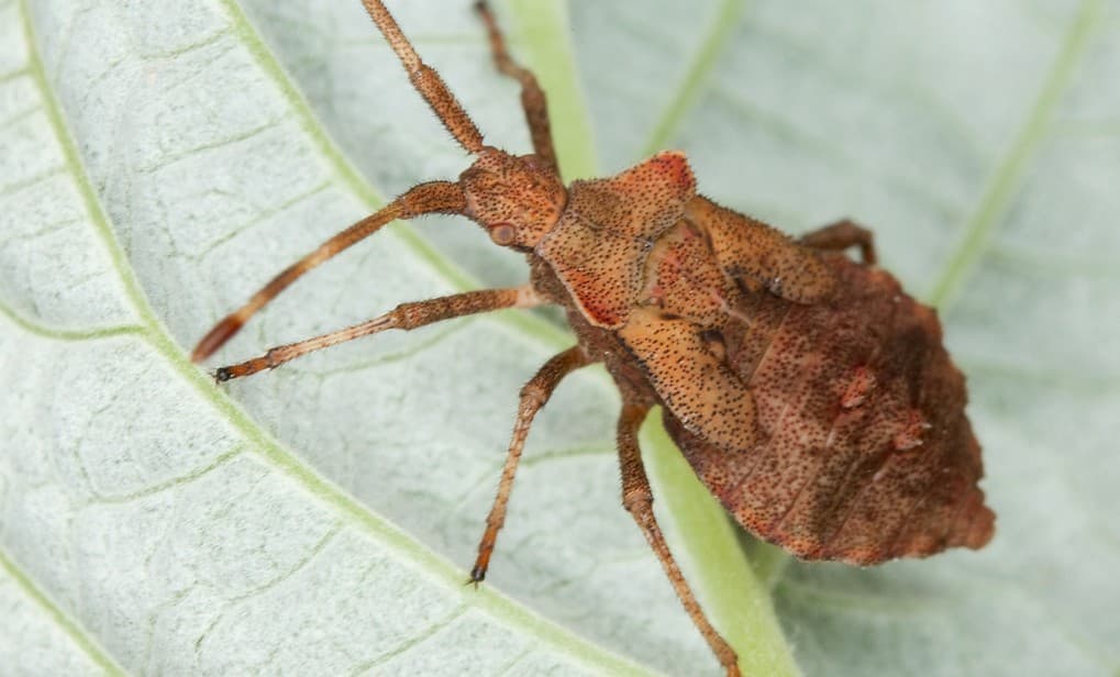 ¡No podrás creerlo! Estos 10 animales tienen formas muy raras de aparearse