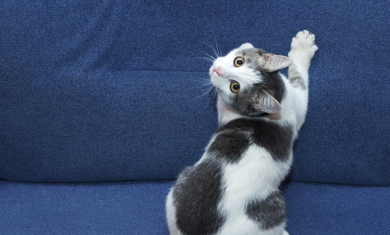 5 señales de que tu gato necesita atención