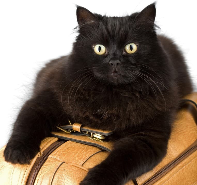 Cómo mudarse de casa con un gato