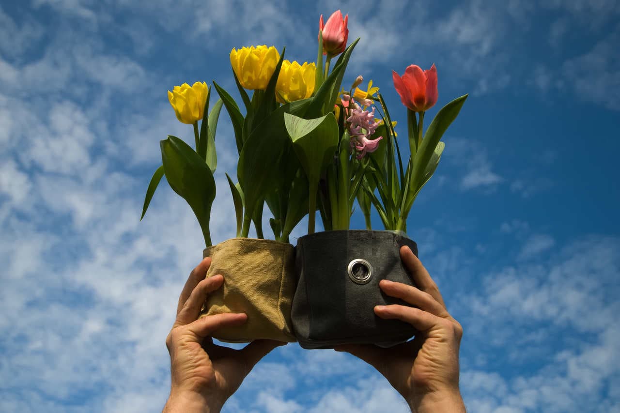 3 trucos para hacer que los tulipanes duren más y luzcan mejor