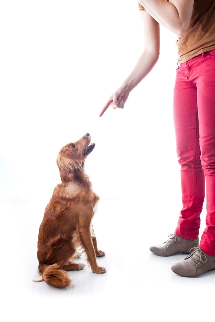 Cómo presentar un bebé a un perro