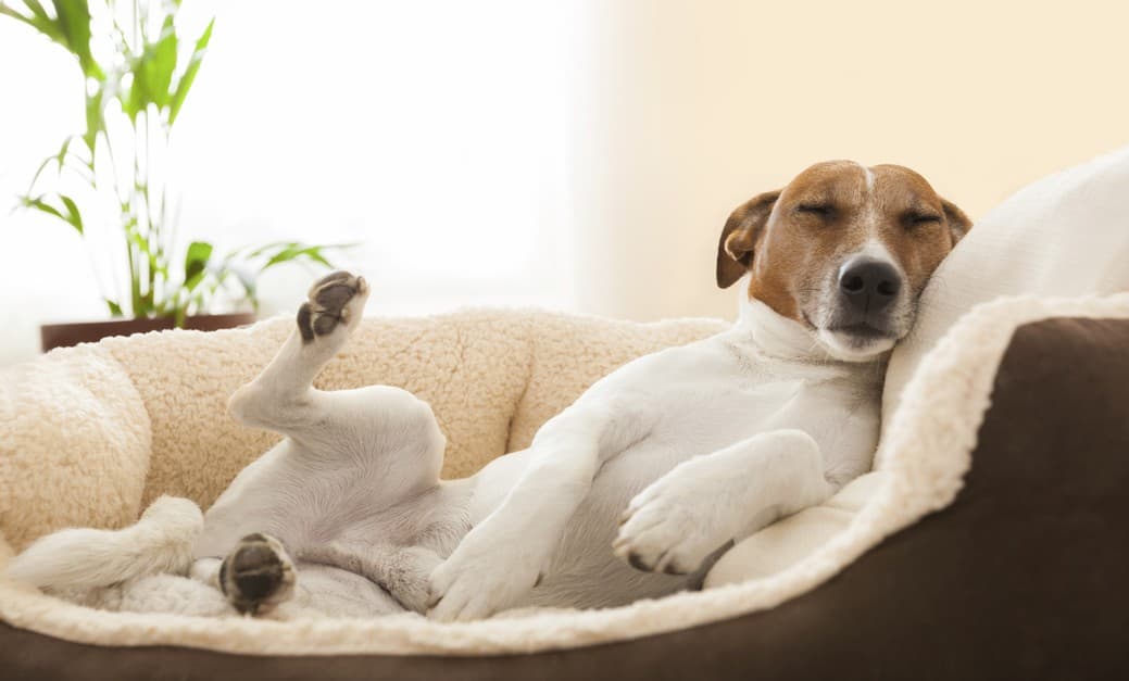 Cómo proteger a los muebles de las mascotas