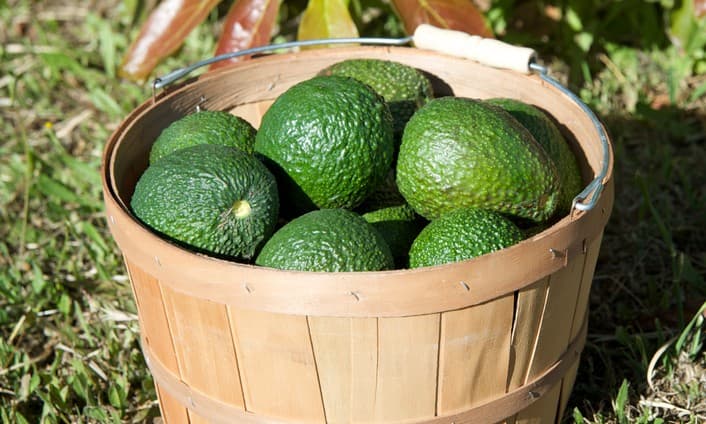 Consejos para cuidar de un árbol de aguacate