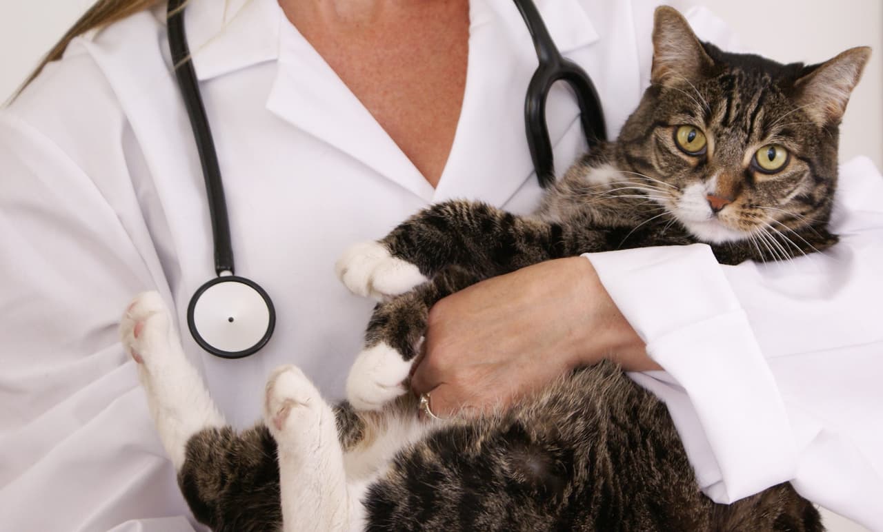 Consejos para cuidar un gato adulto