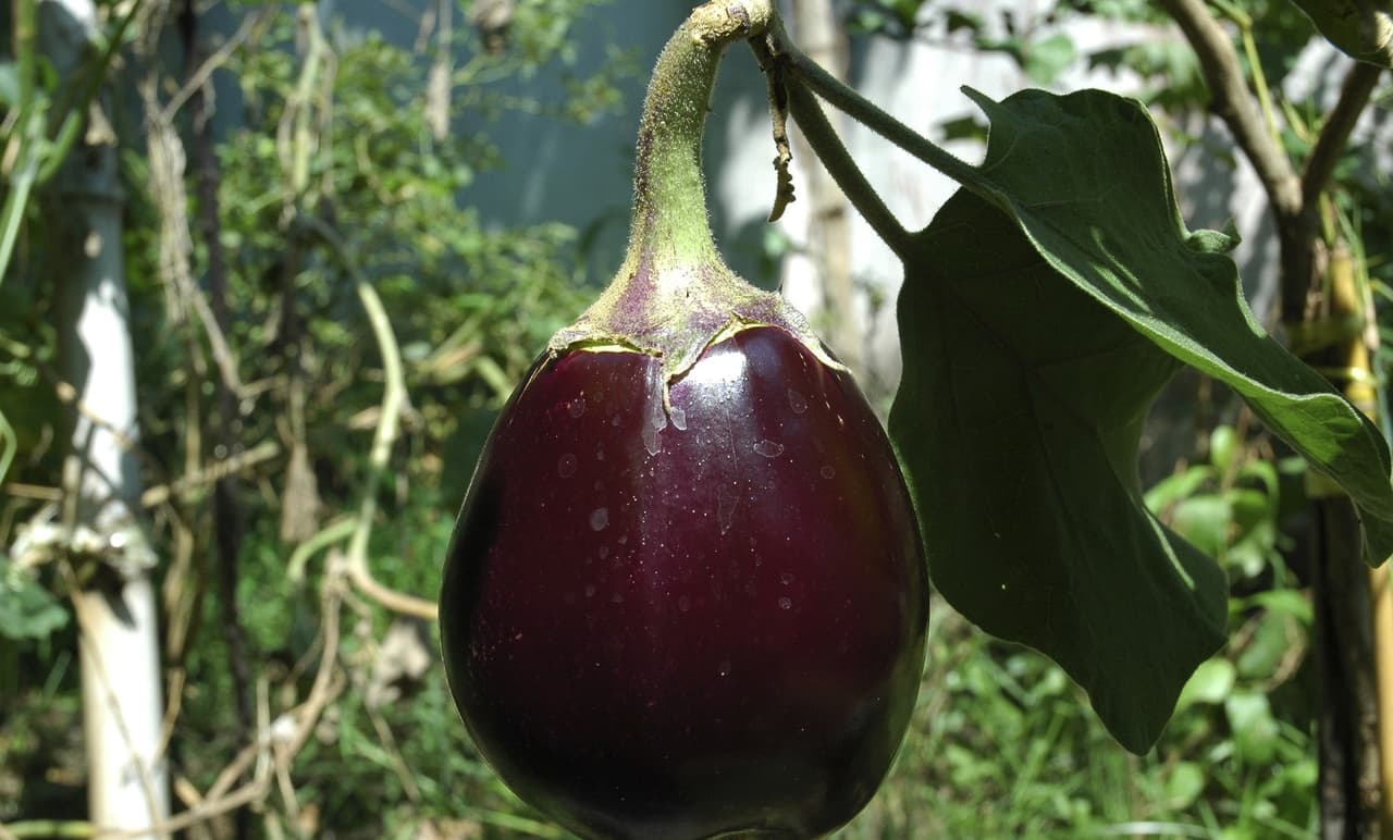 Consejos para cultivar berenjenas