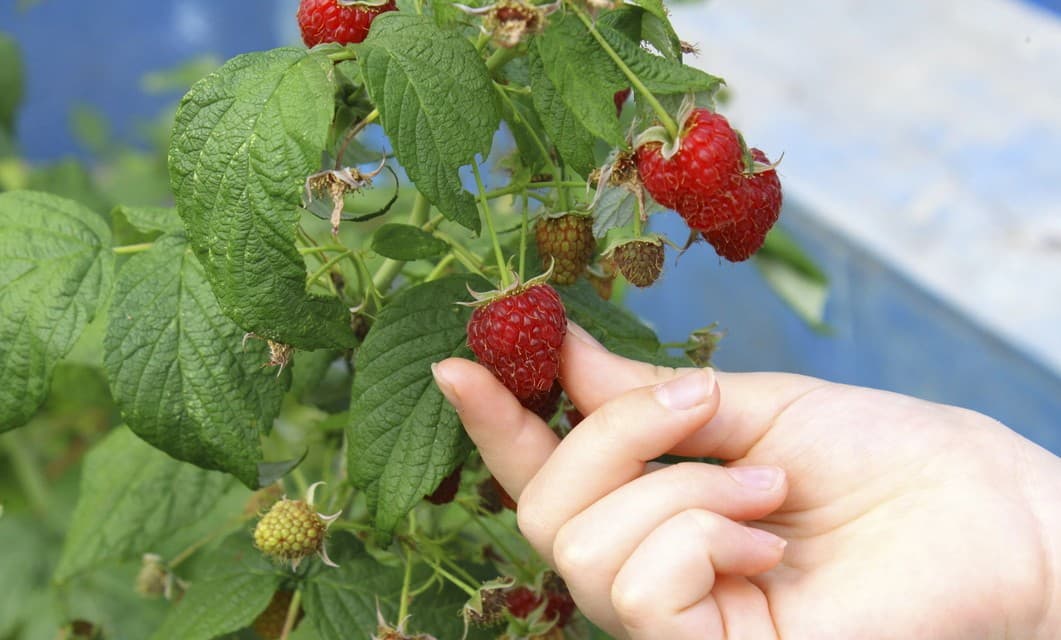 Consejos para cultivar frambuesas